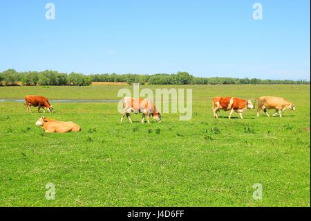 Vaches à la ferme Banque D'Images