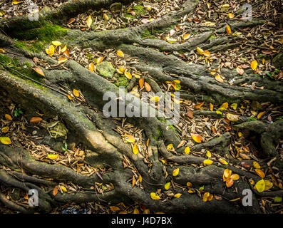 Les feuilles séchées tombé sur le sol près des racines d'arbre photo prise à Jakarta Indonésie Banque D'Images