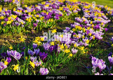 Crocus et narcisses sur dans une centrale de réservation, de Rothenburgsort Hambourg, Allemagne, Europe, Krokusse und Narzissen dans Rothenbu Gruenstreifen auf einem Banque D'Images