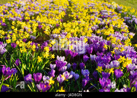 Crocus et narcisses sur dans une centrale de réservation, de Rothenburgsort Hambourg, Allemagne, Europe, Krokusse und Narzissen dans Rothenbu Gruenstreifen auf einem Banque D'Images