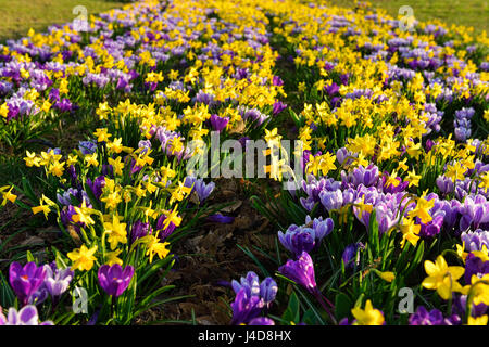 Crocus et narcisses sur dans une centrale de réservation, de Rothenburgsort Hambourg, Allemagne, Europe, Krokusse und Narzissen dans Rothenbu Gruenstreifen auf einem Banque D'Images