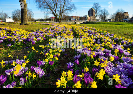 Crocus et narcisses sur dans une centrale de réservation, de Rothenburgsort Hambourg, Allemagne, Europe, Krokusse und Narzissen dans Rothenbu Gruenstreifen auf einem Banque D'Images