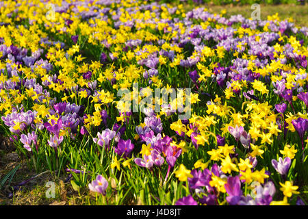 Crocus et narcisses sur dans une centrale de réservation, de Rothenburgsort Hambourg, Allemagne, Europe, Krokusse und Narzissen dans Rothenbu Gruenstreifen auf einem Banque D'Images