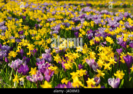 Crocus et narcisses sur dans une centrale de réservation, de Rothenburgsort Hambourg, Allemagne, Europe, Krokusse und Narzissen dans Rothenbu Gruenstreifen auf einem Banque D'Images