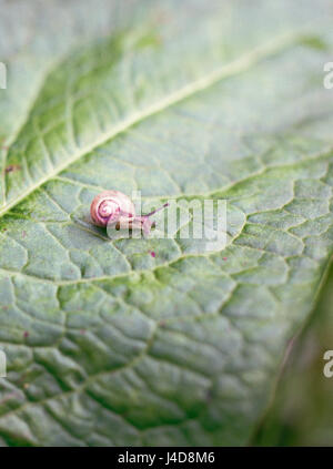 Petit escargot sur une grande feuille. Norfolk, Royaume-Uni. Banque D'Images