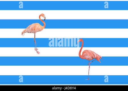 Flamants Roses en face de maritime blue background Banque D'Images