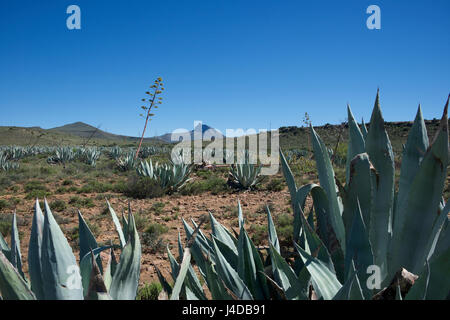 Les plantes en sisal Ganora Guest Farm près de Nieu Bethesda Karoo Cap Afrique du Sud Banque D'Images