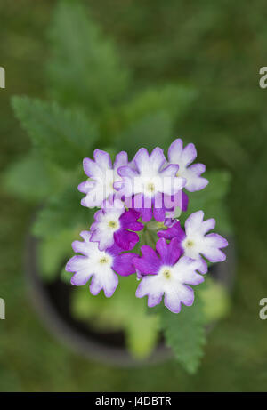 Sparkle verveine fleurs violet foncé au-dessus de Banque D'Images