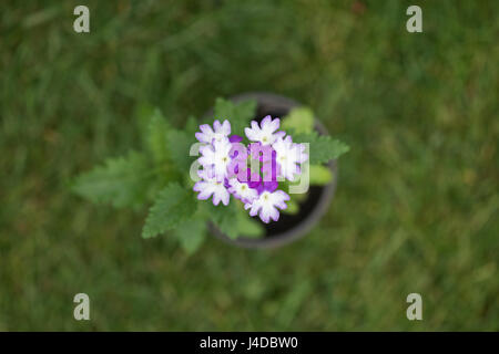 Sparkle verveine fleurs violet foncé au-dessus de Banque D'Images