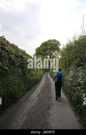 Une seule femme walker sur un calme presque pays étroit envahi par la voie dans le Dorset, en Angleterre. Banque D'Images