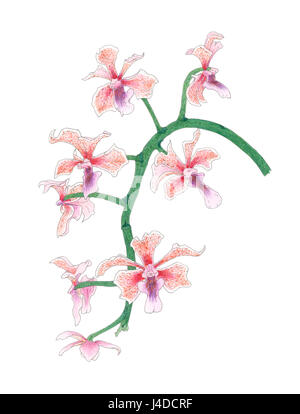 Orchidée Vanda (Vanda tricolor, le cultivar) inflorescence sur fond blanc. Crayons de couleur et aquarelle sur papier. Banque D'Images
