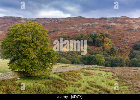 Paysage près de Cumbrie Dockray, Parc National de Lake District, Cumbria, Angleterre, Royaume-Uni, Europe. Banque D'Images