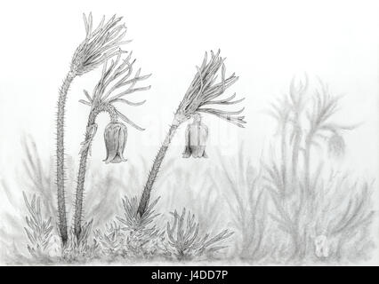 European pasqueflower Pulsatilla vulgaris (plantes). Crayon graphite sur papier. Banque D'Images