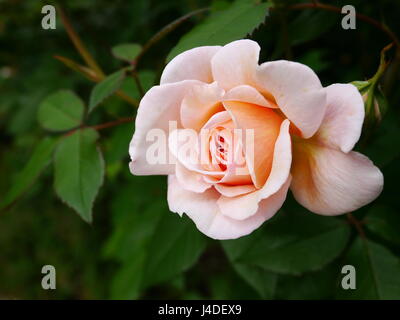 Peach rose fleur Banque D'Images