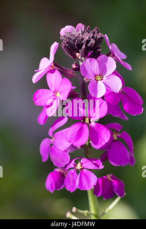 Fleurs pourpre clair de la très longue floraison vivaces arbustives, giroflée Erysimum 'Bowles Mauve' Banque D'Images