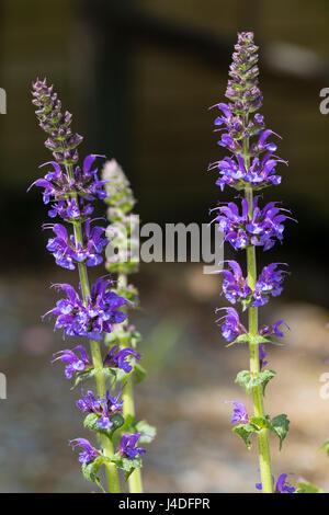 Les pointes dressées de fleurs violet-bleu à capuchon de la sauge, Salvia bois × sylvestris 'Mainacht' Banque D'Images