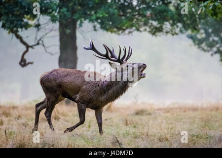 Rut Red Deer (Cervus elaphus) stag en marche et de l'appelant ou de brames rugissant Banque D'Images