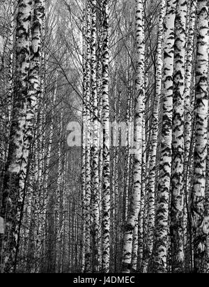 Arbres d'une forêt de bouleau Banque D'Images