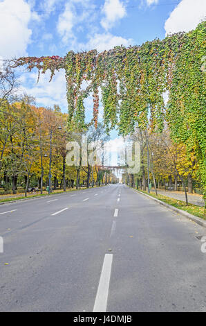 Temps d'automne dans le parc en plein air avec de couleur jaune d'orangers, feuilles de lierre, Kisseleff Avenues. Banque D'Images