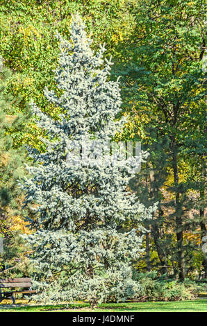 Silver Green pine tree en temps automnal, orange jaune feuilles. Banque D'Images