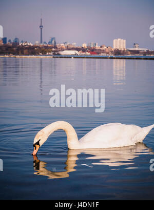 Le cygne dans le lac Ontario à l'avant la ville de Toronto. Le cygne était presque éteinte comme le dernier a été chasser en Ontario dans les années 1800 Banque D'Images