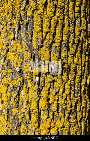 Close-up de la vieille écorce de bouleau jaune avec la mousse sur elle Banque D'Images