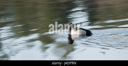 Des hommes (drake) le fuligule à collier (Aythya collaris) au printemps, alors que lui-même preens le long de la natation dans un lac du nord du Canada . Banque D'Images