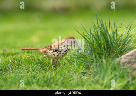 Brown Thrasher de nourriture dans l'herbe verte. Banque D'Images