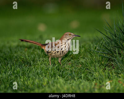 Brown Thrasher de nourriture dans l'herbe verte. Banque D'Images