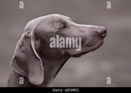 Portrait of young braque de chien sur fond flou Banque D'Images