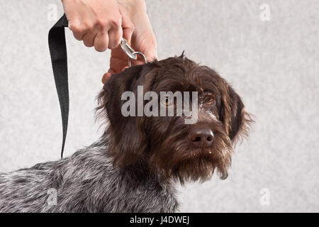 Mains de femme au collier de fixation de la laisse de chien Banque D'Images