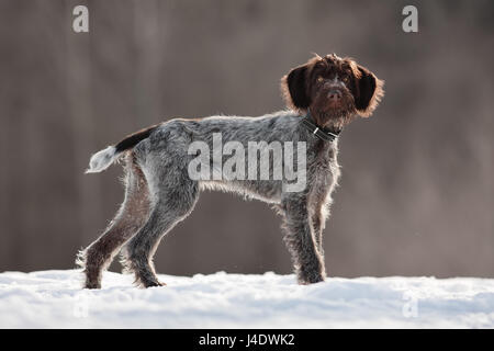 Chien de chasse sur la balade en hiver Banque D'Images