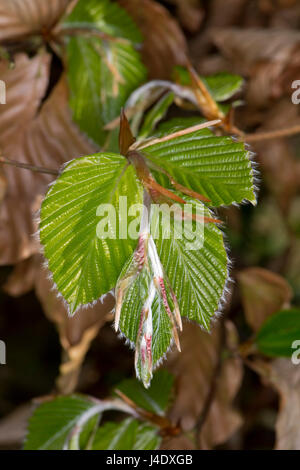 Les bourgeons des feuilles de hêtre, Fagus sylvatica, l'expansion et de déploiement pour révéler hirsute délicate laisse à la fin du printemps, Berkshire, Mai Banque D'Images