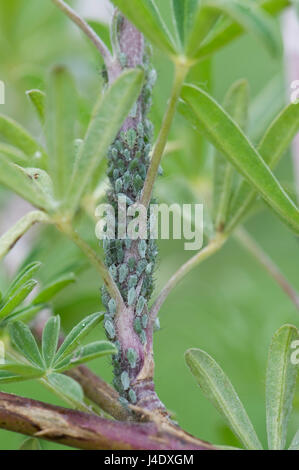Les pucerons de lupin, Macrosiphum albifrons, infestation sur les pousses apicales et tige d'un jeune arbre lupin, Lupinus arboreus, une plante grave sucer nuisible au sp Banque D'Images