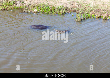 Cow prend un bain dans un petit canal d'irrigation. Climat chaud au Vietnam, il est une forme populaire de refroidissement pour les bovins. Banque D'Images