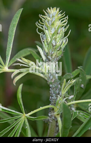 Les pucerons de lupin, Macrosiphum albifrons, infestation sur les pousses apicales et tige d'un jeune arbre lupin, Lupinus arboreus, une plante grave sucer nuisible au sp Banque D'Images