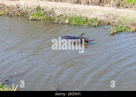 Cow prend un bain dans un petit canal d'irrigation. Climat chaud au Vietnam, il est une forme populaire de refroidissement pour les bovins. Banque D'Images