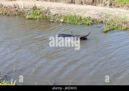 Cow prend un bain dans un petit canal d'irrigation. Climat chaud au Vietnam, il est une forme populaire de refroidissement pour les bovins. Banque D'Images