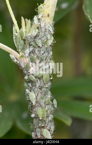 Les pucerons de lupin, Macrosiphum albifrons, infestation sur les pousses apicales et tige d'un jeune arbre lupin, Lupinus arboreus, une plante grave sucer nuisible au sp Banque D'Images