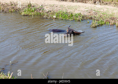 Cow prend un bain dans un petit canal d'irrigation. Climat chaud au Vietnam, il est une forme populaire de refroidissement pour les bovins. Banque D'Images