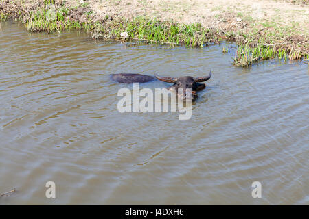 Cow prend un bain dans un petit canal d'irrigation. Climat chaud au Vietnam, il est une forme populaire de refroidissement pour les bovins. Banque D'Images