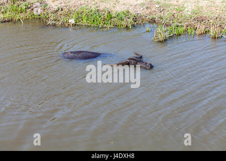 Cow prend un bain dans un petit canal d'irrigation. Climat chaud au Vietnam, il est une forme populaire de refroidissement pour les bovins. Banque D'Images