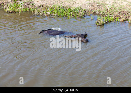 Cow prend un bain dans un petit canal d'irrigation. Climat chaud au Vietnam, il est une forme populaire de refroidissement pour les bovins. Banque D'Images