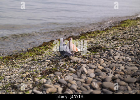 Colombe bleu et brun. Une paire de pigeons sur la plage Banque D'Images