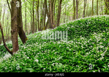 Underwood, Misk Hills, Dorset, UK. 12 mai 2017. Rançon sauvage Fleurs ail sauvage (Allium ursinum) floraison dans un ancien français caduques. Crédit : Ian Francis/Alamy Live News Banque D'Images