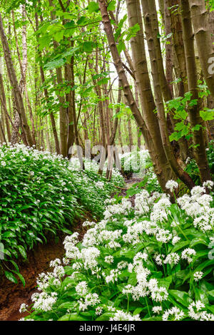 Underwood, Misk Hills, Dorset, UK. 12 mai 2017. Rançon sauvage Fleurs ail sauvage (Allium ursinum) floraison dans un ancien français caduques. Crédit : Ian Francis/Alamy Live News Banque D'Images