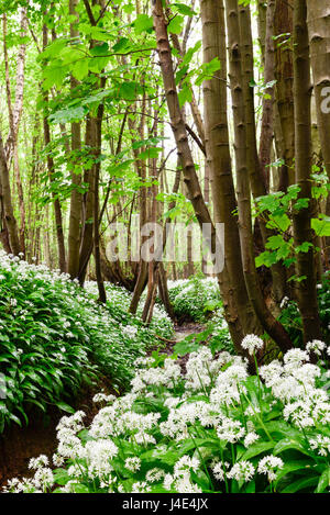 Underwood, Misk Hills, Dorset, UK. 12 mai 2017. Rançon sauvage Fleurs ail sauvage (Allium ursinum) floraison dans un ancien français caduques. Crédit : Ian Francis/Alamy Live News Banque D'Images