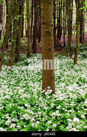 Underwood, Misk Hills, Dorset, UK. 12 mai 2017. Rançon sauvage Fleurs ail sauvage (Allium ursinum) floraison dans un ancien français caduques. Crédit : Ian Francis/Alamy Live News Banque D'Images