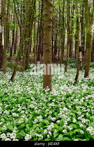 Underwood, Misk Hills, Dorset, UK. 12 mai 2017. Rançon sauvage Fleurs ail sauvage (Allium ursinum) floraison dans un ancien français caduques. Crédit : Ian Francis/Alamy Live News Banque D'Images