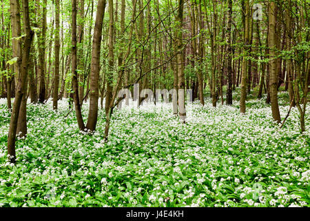 Underwood, Misk Hills, Dorset, UK. 12 mai 2017. Rançon sauvage Fleurs ail sauvage (Allium ursinum) floraison dans un ancien français caduques. Crédit : Ian Francis/Alamy Live News Banque D'Images